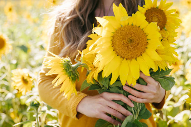 A young woman hand is holding a sunflowers bouquet against the background of a sunflowers field. Concept of countryside landscape, vacation, holiday, farm and country living, agriculture, rural towns. stock photo