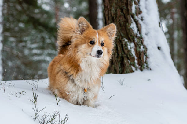 istock Welsh Corgi Pembroke on a walk in a beautiful winter forest 1328707493