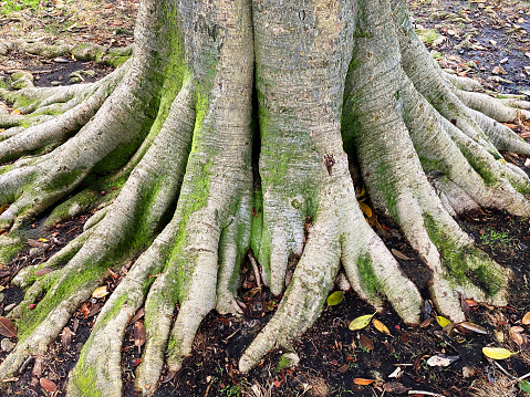 The gnarled tree roots from a ficus tree.