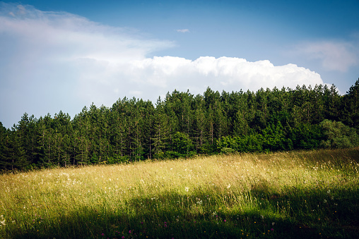 Beautiful summer landscape - green meadow with flowers and herbs and a pine forest.