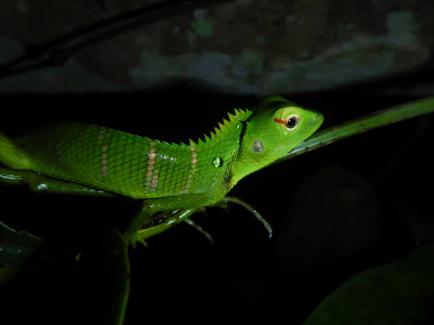 istock Calotes calotes or common green forest lizard, agamid lizard 1328710012