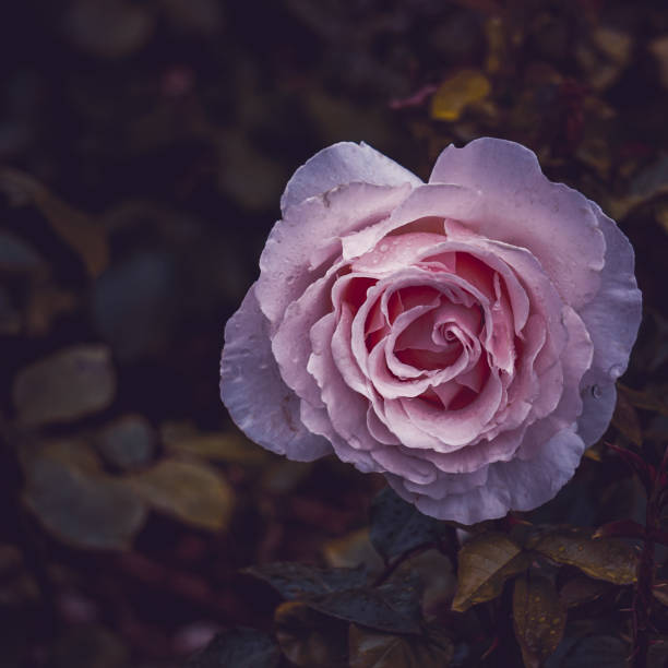istock romantic pink rose flower in the garden in springtime 1328713037