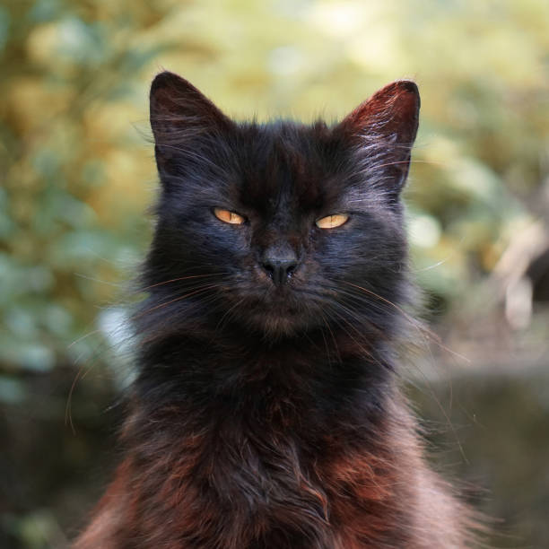 istock beautiful black stray cat with yellow eyes portrait 1328713158