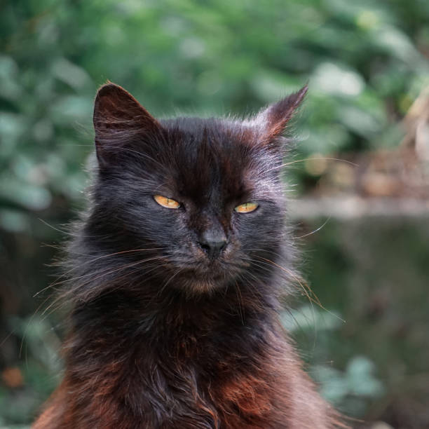 istock beautiful black stray cat with yellow eyes portrait 1328713159