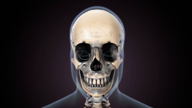istock 3d illustration of human skeleton skull anatomy. 1328713285
