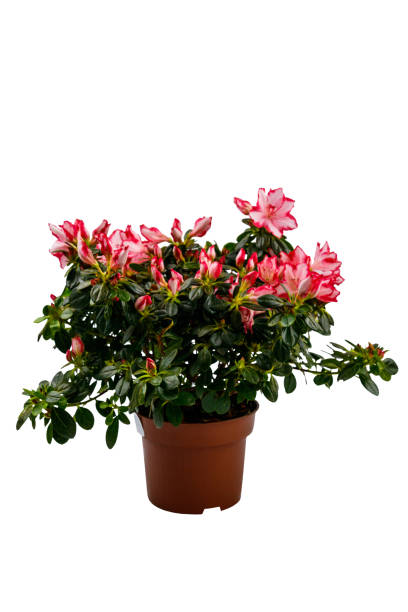 白い背景に隔離された植木鉢に咲くピンクのツツジ - azalea flower pot rhododendron isolated ストックフォトと画像