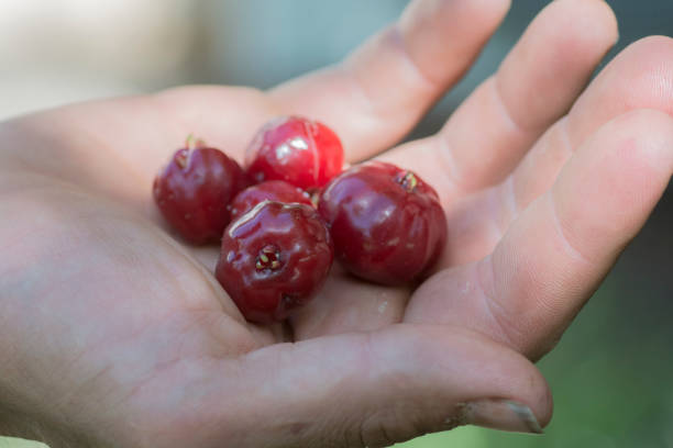 istock Hand full of Pitanga (Eugenia uniflora) red fruits 1328715566