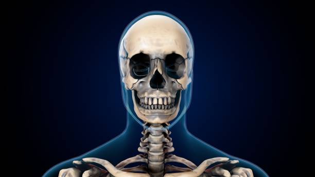 istock 3d illustration of human skeleton skull anatomy. 1328715775
