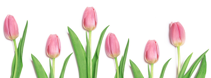 Banner wonderful pink tulips on a white background. Beautiful spring flowers. Website template.