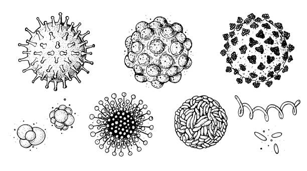 różne rodzaje wirusów, zbieranie szkiców. ręcznie rysowana ilustracja, styl grawerowany vintage. zakażenie wirusem układu oddechowego. koronawirus. coronavirus 2019-ncov i inne wirusy. rysunek makr. - bacteriological stock illustrations