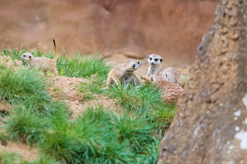 Meerkat standing on back legs on lookout. Suricata suricatta