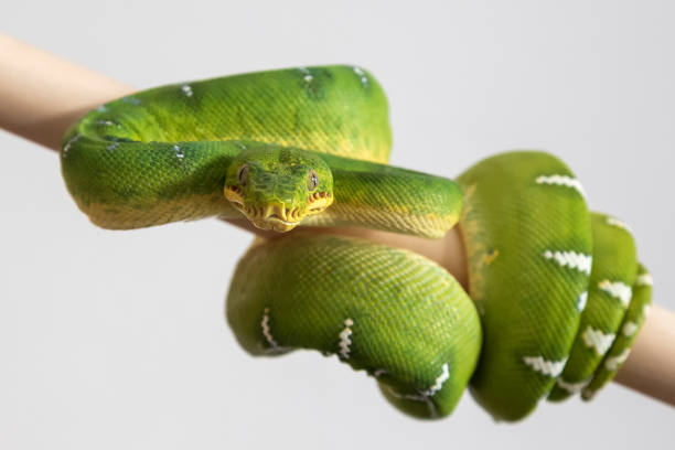 Corallus caninus - Green Snake - beautiful green snake. Curled body and head in profile. Photo on a white background Corallus caninus - Green Snake - beautiful green snake. Curled body and head in profile. Photo on a white background. blood python pics stock pictures, royalty-free photos & images