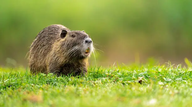 Feeding coypu on a meadow wet with morning dew