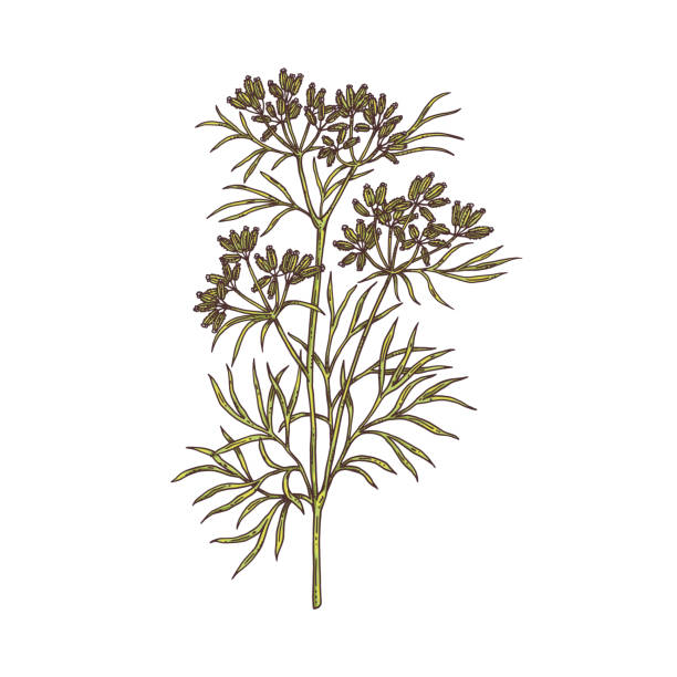 Branch of cumin plant with flowers, leaves and seeds a vector sketch illustration Branch of cumin plant with flowers, leaves and seeds. Culinary spice, aromatic herb for cooking. Color vector sketch illustration isolated on a white. caraway seed stock illustrations