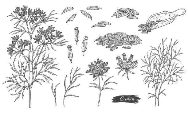bündel von kümmel- oder kreuzkümmelpflanzenteilen, gravurvektorillustration isoliert. - caraway seed stock-grafiken, -clipart, -cartoons und -symbole