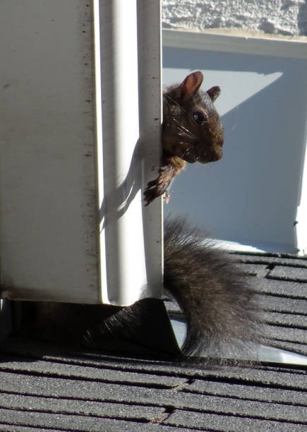 istock Animals living in a metropole: curious little squirrel 1328722873