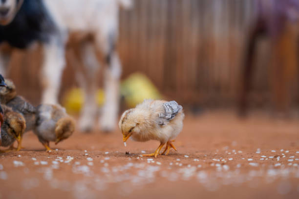 Young chicks eating bread crumbs