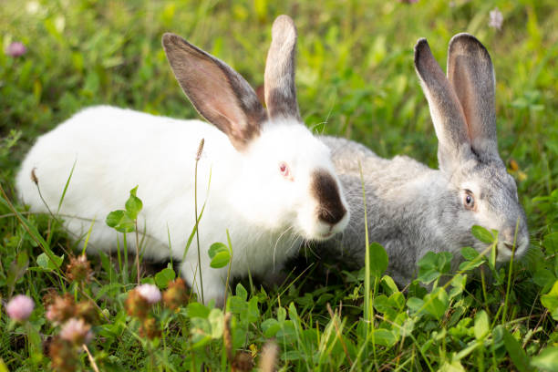 istock Two rabbits, gray and white. Rabbits eat grass. 1328724472