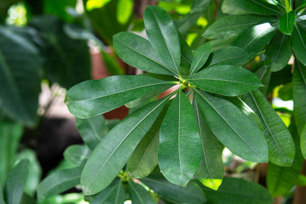 istock tropical background with green plants close-up view after rain. 1328725125