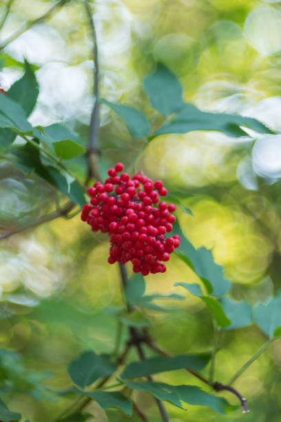istock A bunch of red elderberries on a natural green blurred background. Selective focus, shallow depth of field. Artistic poster. 1328725209
