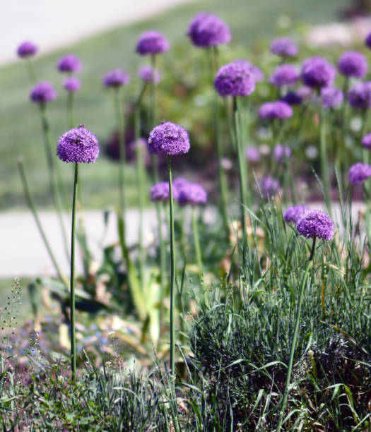 istock a purple flowers in a public park 1328727161