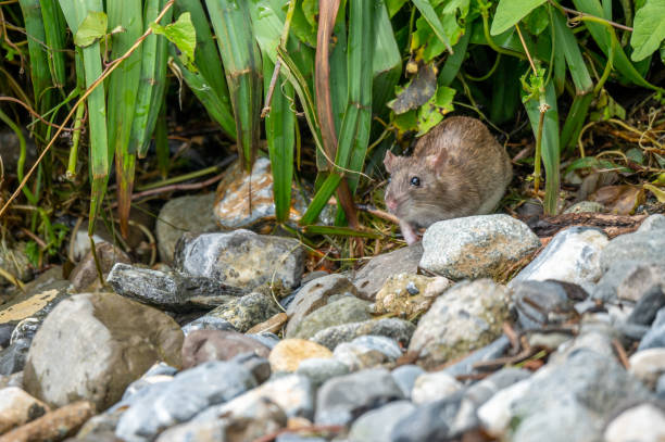 istock Brown rat. Rattus norvegicus. Common rodent foraging. 1328727488
