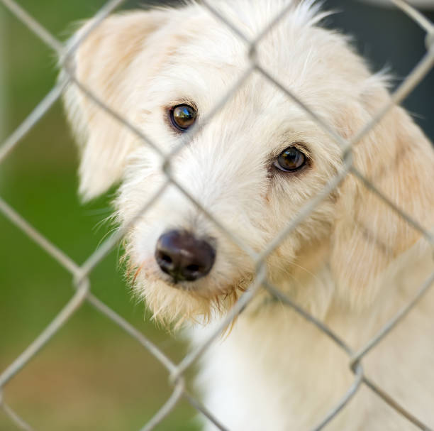 istock Dog Shelter Animal Adoption Vertical 1328728635