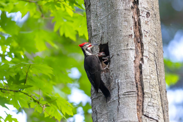 istock pileated woodpecker bird 1328728885