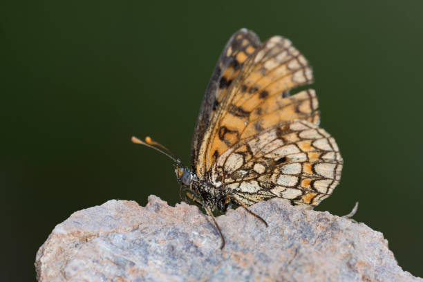 istock Daytime butterflies in their environment 1328729678