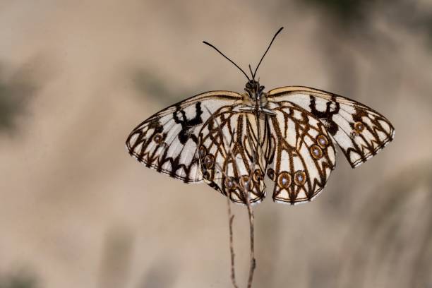 istock Daytime butterflies in their environment 1328729680