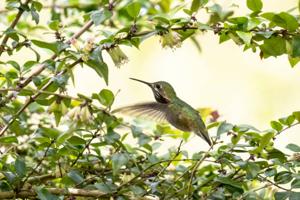 calliope kolibri - sternelfe stock-fotos und bilder