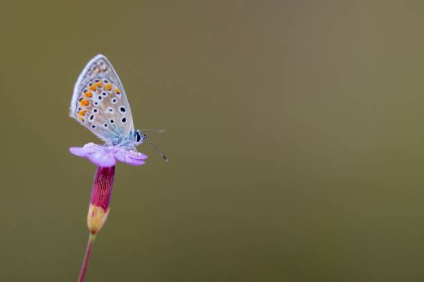 istock Daytime butterflies in their environment 1328729705