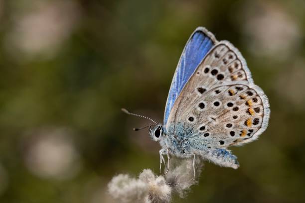 istock Daytime butterflies in their environment 1328729714