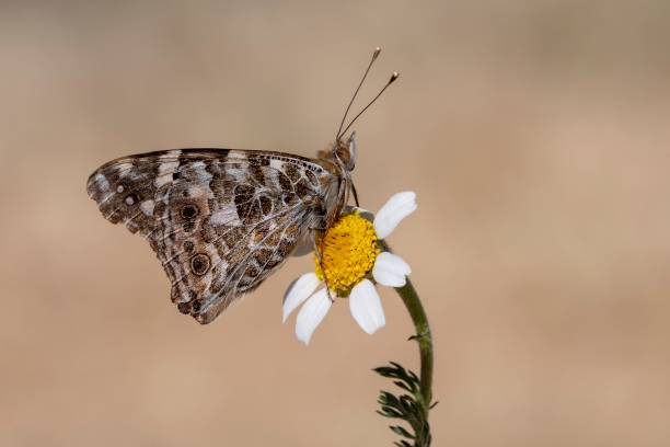 borboletas diurnas em seu ambiente - awe fly flower pollen - fotografias e filmes do acervo