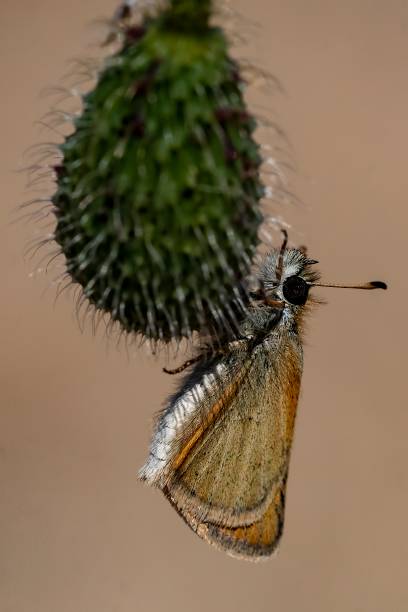 borboletas diurnas em seu ambiente - awe fly flower pollen - fotografias e filmes do acervo