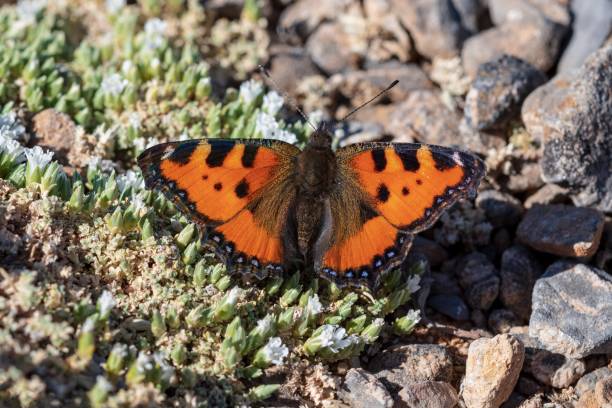 motyle dzienne w ich otoczeniu - awe fly flower pollen zdjęcia i obrazy z banku zdjęć