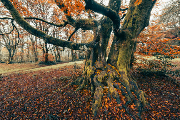 istock Autumn in the forests of Morvan 1328732055