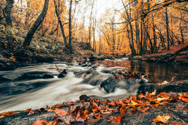 istock Autumn in the forests of the Morvan 1328732670