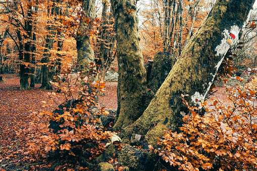 Autumn and its orange colors in the forests of the Morvan in Burgundy