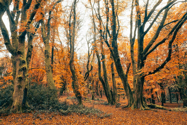 Autumn and its orange colors in the forests of the Morvan in Burgundy