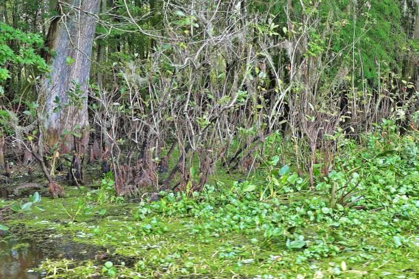 istock Wild Florida swamp tree roots/mangroves 1328733172
