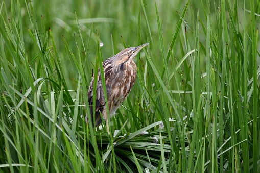 American Bittern bird sits perched in reeds in wetland