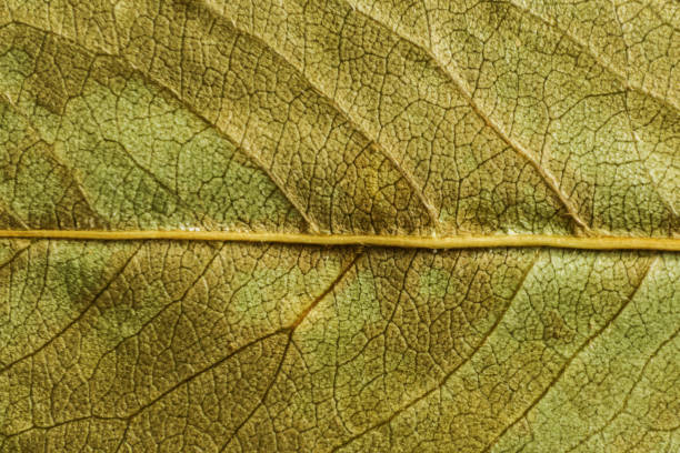 istock green texture of a dry leaf 1328734395