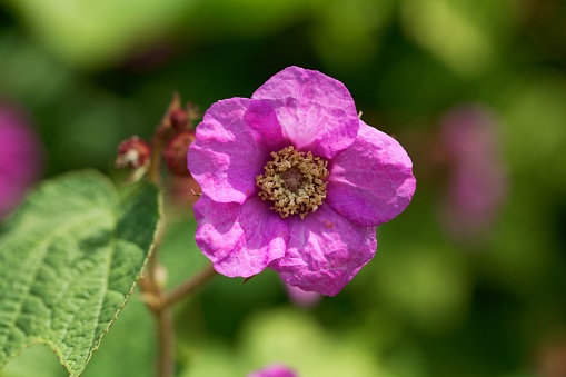 Flower of a purple flowered raspberry bush, Rubus odoratus