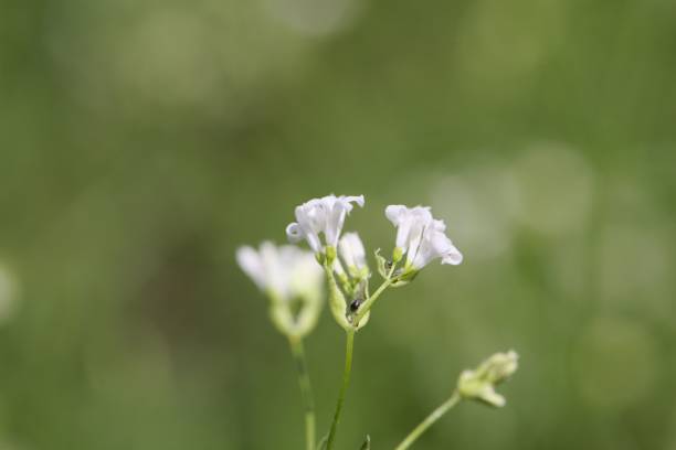 istock Dyer woodruff flower, Asperula tinctoria 1328736781