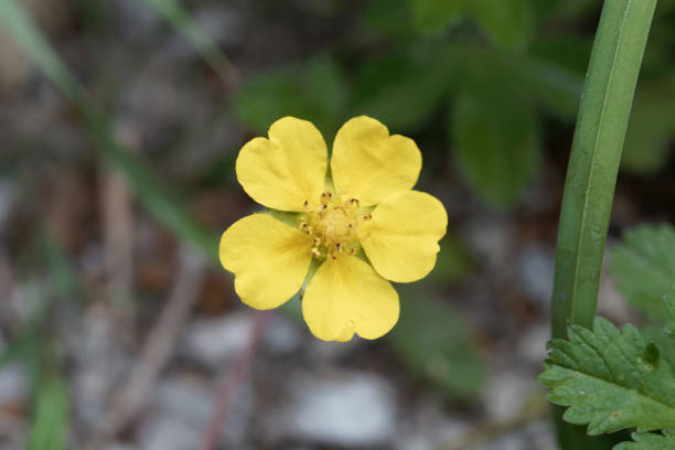 istock Creeping cinquefoil, Potentilla reptans 1328737159