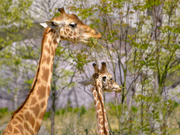 two giraffes eating grass - giraffe two dimensional shape heavy horned imagens e fotografias de stock