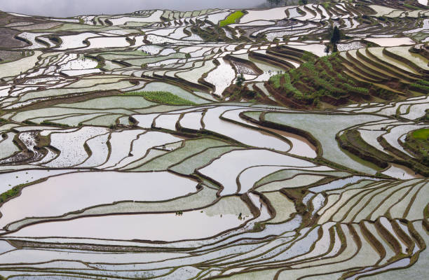 istock Terraced rice fields in Yuanyang county, Yunnan, China 1328738163