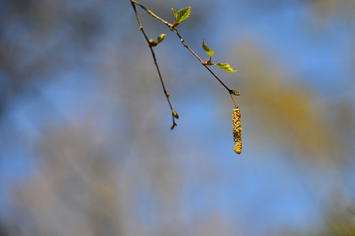 Birch catkins with green leaves on tree branches on a sunny spring day in Denmark. More and more people are getting allergic to birch pollen.