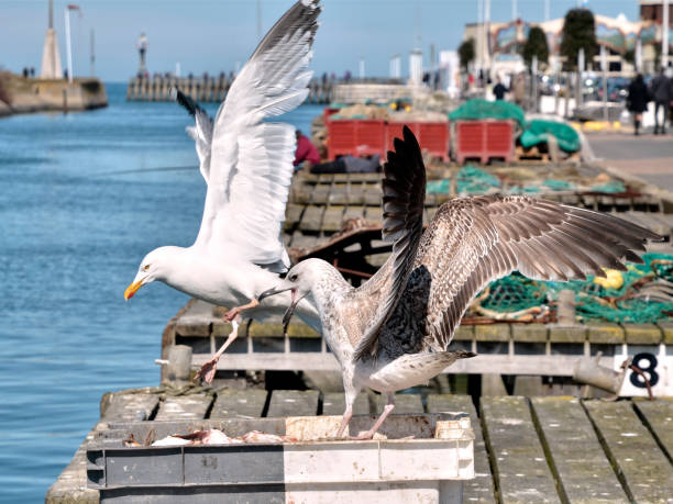 istock Closeup herring gulls on a box with scallops 1328740393